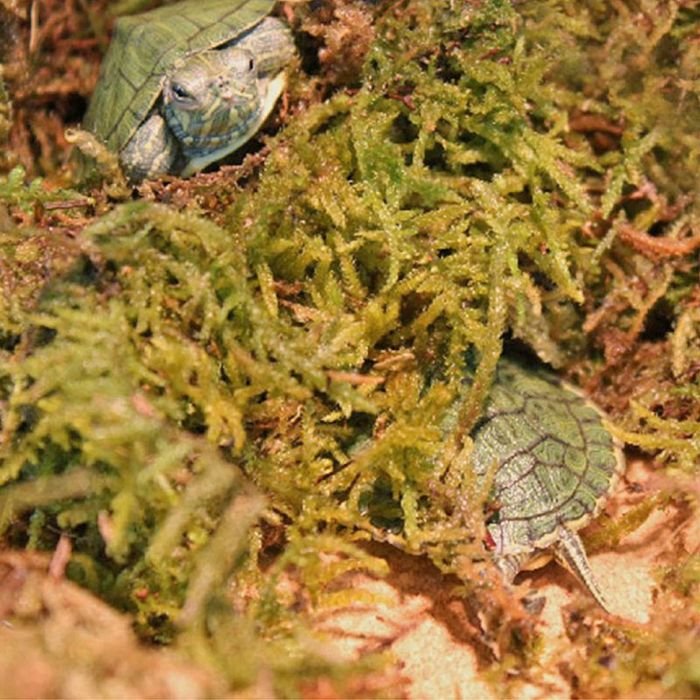 Сфагновий мох Repti-Zoo Sphagnum moss 100г. 4.5л. (SB031)