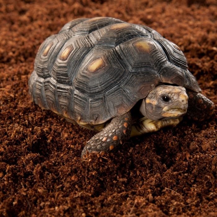 Субстрат з кокосового волокна Terrario Costa Rica Forest 8л
