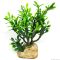 Штучна рослина кактус Hobby Euphorbia M 15x7x17см (36999)