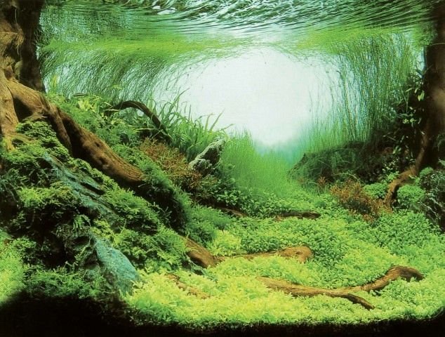 Акваріумний задній фон Aqua Nova Рослини/Океан 60x30см (PLANTS/OCEAN S)