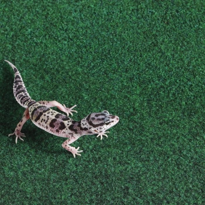Килимок-субстрат Repti-Zoo Carpet Mat 45x45см (EC01)
