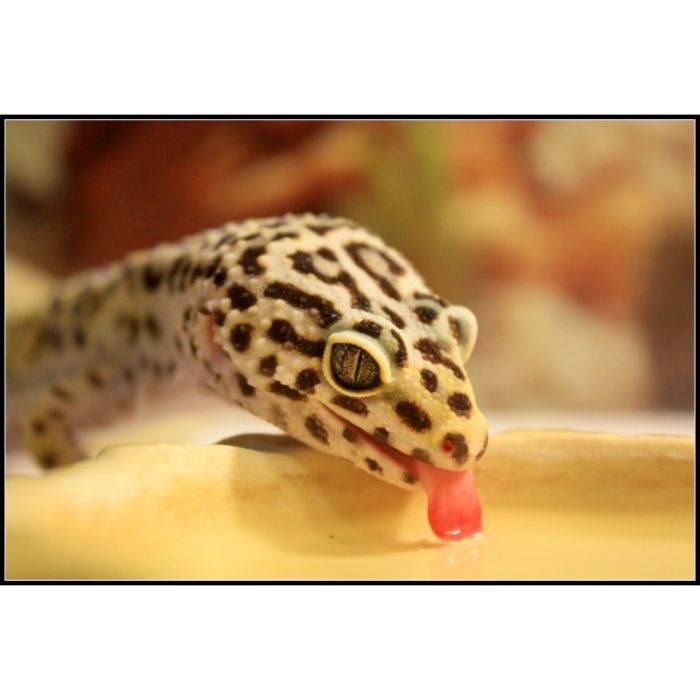 Миска для води Repti-Zoo S 15x12x4см (ERB09S)