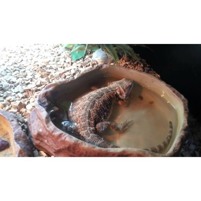 Миска для води Repti-Zoo L ERB09L 28x22x6см (RZ-ERB09L)