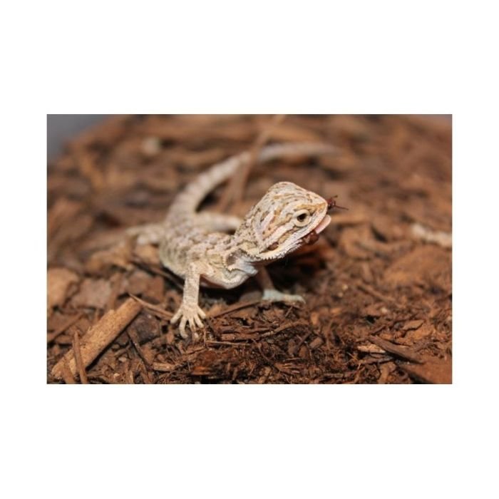 Підкладка з кокосового волокна Repti-Zoo Coconut fiber Substrate 8л (SB650)