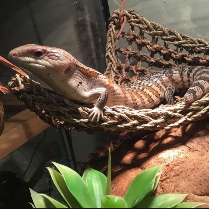 Гамак для рептилій Repti-Zoo Hammock M 30x20x20см (DC09P)