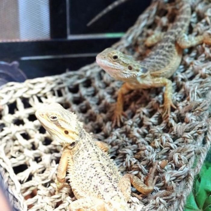 Гамак для рептилій Repti-Zoo Hammock M 30x20x20см (DC09P)