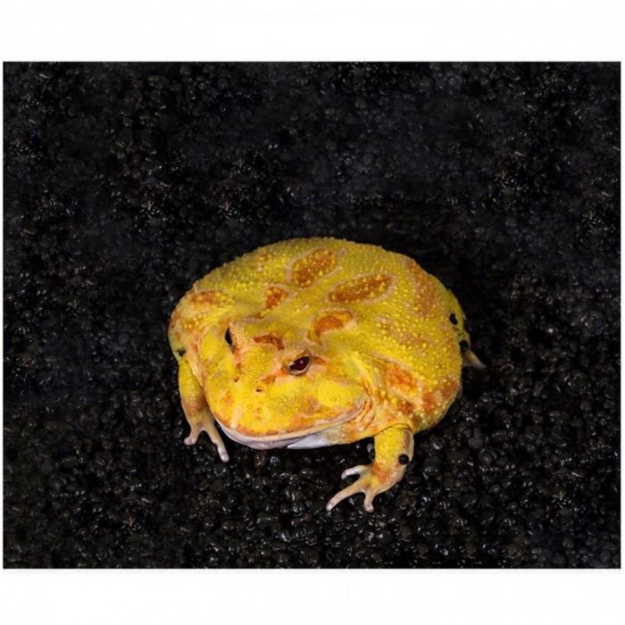 Субстрат для рогатих жаб Repti-Zoo Ceratophrys Mud JWN01 600г (RZ-JWN01)