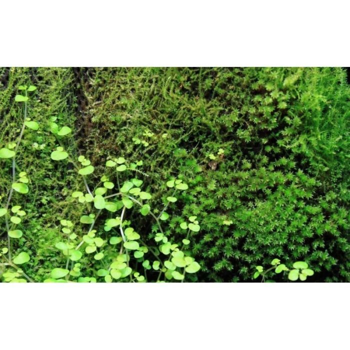 Бавовна з тропічних лісів Wacool Rainforest Plant Cotton L 44х44см (YZM002)