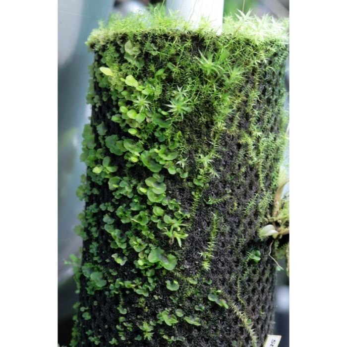 Бавовна з тропічних лісів Wacool Rainforest Plant Cotton M 29х29см (YZM003)