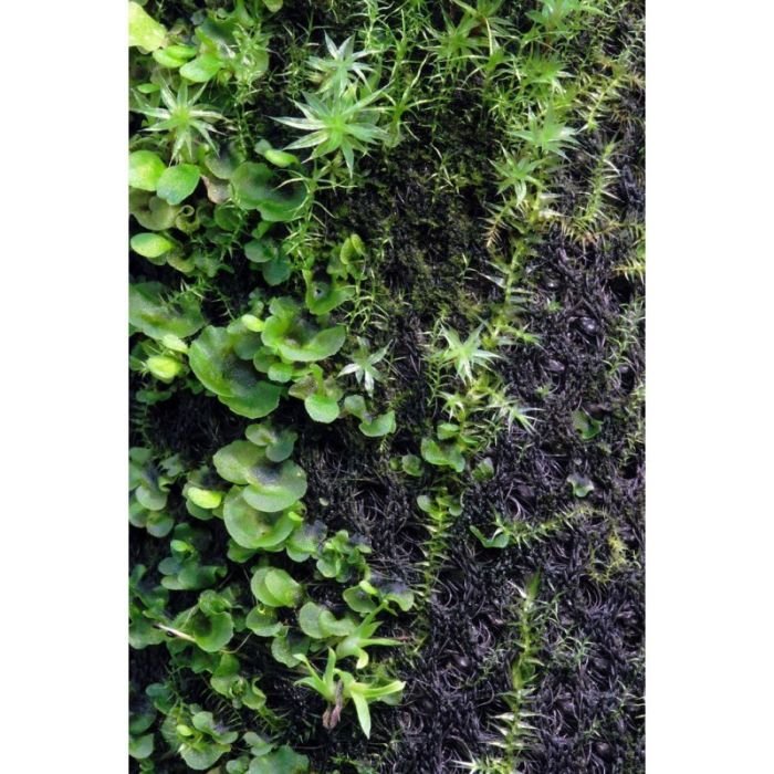 Бавовна з тропічних лісів Wacool Rainforest Plant Cotton M 29х29см (YZM003)